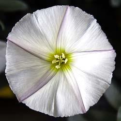 Liseron blanc de Turquie / Convolvulus cneorum